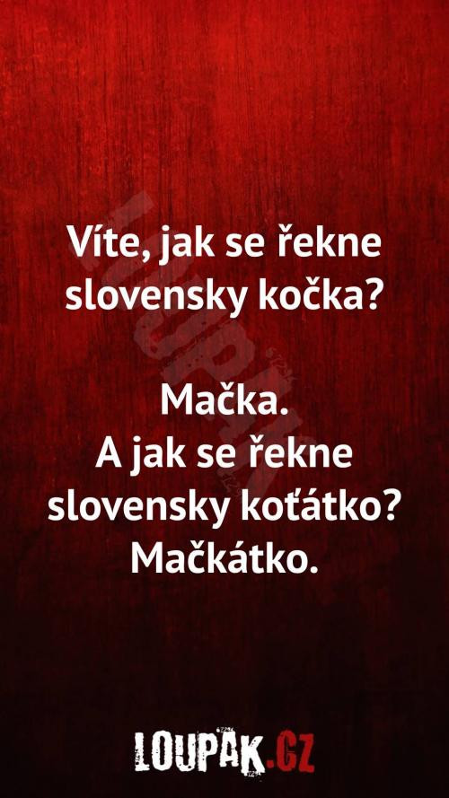 kočka